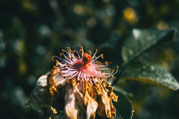 Macro of a withered white rose illuminated