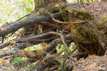 amazing and mysterious aerial roots of a tree on a steep slope