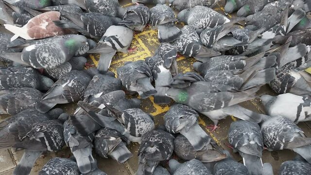 A flock of urban pigeons pecking grain on the sidewalk on sunny day.