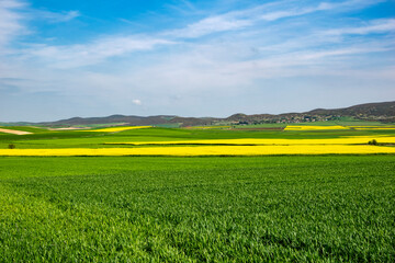 Fototapeta na wymiar oilseed rape, yellow fields cultivated with this energy plant.