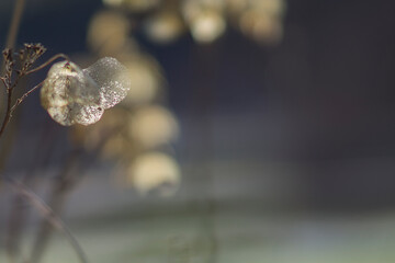 Tuin