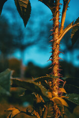 Close-up of a rose's stem full of reddish spines