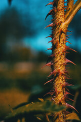 Macro of a rose's stem full of reddish spines