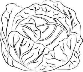 Cabbage. Graphic drawing in the Doodle style. A linear pattern.