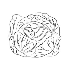 Cabbage. Graphic drawing in the Doodle style. A linear pattern.