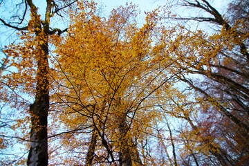 Leaves in the autumn forest. Autumn landscape. Biogradska Gora National Park, Montenegro.
