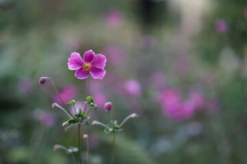 Fototapeta premium Tuin