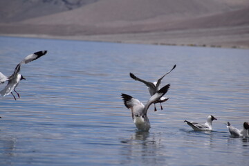 birds in flight