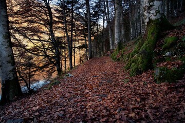 Obraz premium Autumn landscape on the Biogradsko lake. Biogradska Gora National Park, Montenegro.