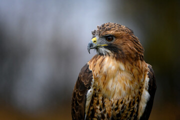 Sitting red-tailed hawk Buteo jamaicensis with nice background