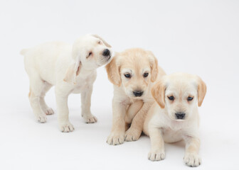 Young puppies of breed Cocker Spaniel shot close-up in the studio