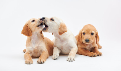 Young puppies of breed Cocker Spaniel shot close-up in the studio