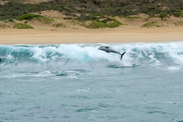 Single dolphin jumping