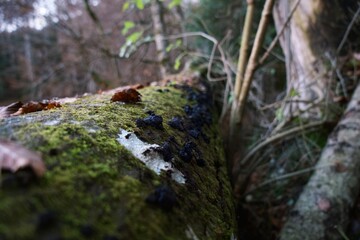 Autumn still life. Moss and leaves. Biogradska Gora National Park, Montenegro.