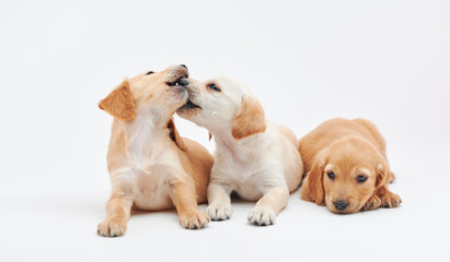 Young puppies of breed Cocker Spaniel shot close-up in the studio