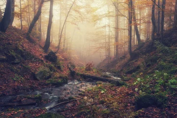Gardinen Amazing autumn landscape with misty dark forest and mountain creek, nature background suitable for wallpaper or cover © larauhryn