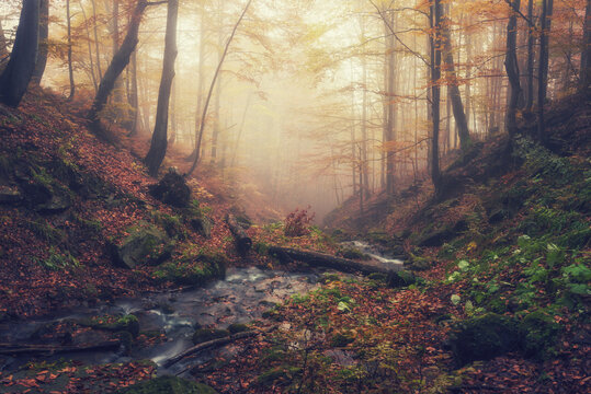 Amazing autumn landscape with misty dark forest and mountain creek, nature background suitable for wallpaper or cover
