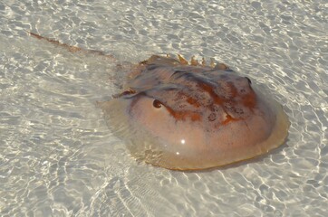 Incredible fish in the beach, not shy at all