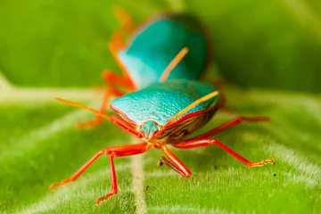 Fototapeten Insects of Costa Rica © John Hofboer