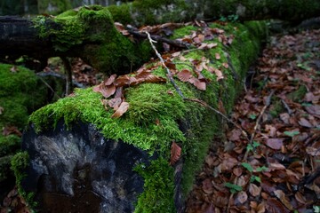 Autumn still life. Moss and leaves. Biogradska Gora National Park, Montenegro.