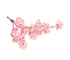 Branch of the blossoming sakura with pink flowers © frenta