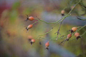 Orange rose hips in autumn garden