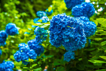 明月院のアジサイ（ブルー）