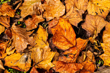 落ち葉　秋　イメージ