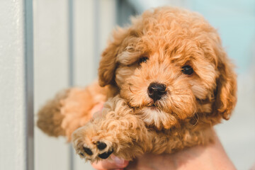 Brown puppy poodle dog pet