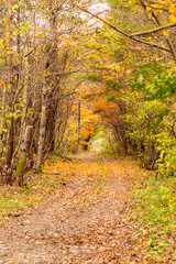 秋　泉ヶ岳山麓