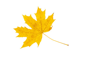 Yellow autumn leaf isolated on the white