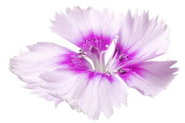 Violet flower in isolation on a white background.
