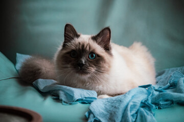 eyes of cats