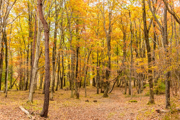 Naklejka premium 秋 泉ヶ岳山麓