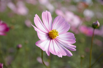 Obraz premium コスモス