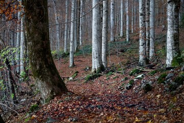 Forest road in the autumn forest. Leaves and trees. Biogradska Gora National Park, Montenegro.