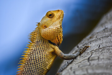 bearded dragon lizard