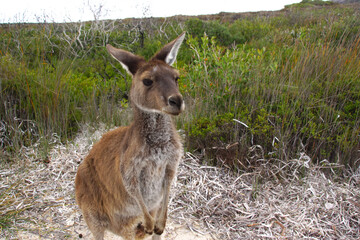 Western Grey kangaroo in heathland near Esperance, Australia