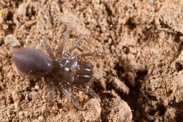 Purse web spider (Atypus affinis), Liguria, Italy.