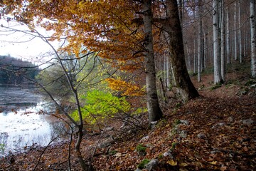 Obraz premium Leaves in the autumn forest. Autumn landscape. Biogradska Gora National Park, Montenegro.