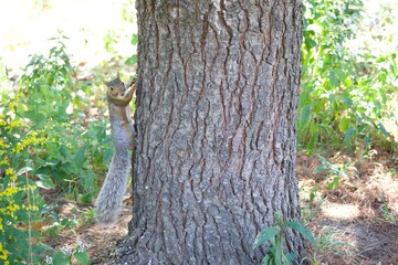 Fototapeta premium Squirrel is climbing on the tree