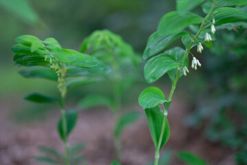 Belmonte Arboretum Wageningen