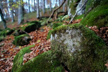 Autumn still life. Moss and leaves. Biogradska Gora National Park, Montenegro.
