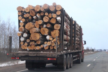 Wood trunks loaded lumber truck with three-axle semi trailer move on asphalted suburban road at winter day on sky background back side view, forestry industry wood transportation logistics