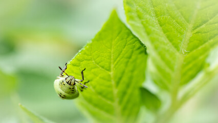 European Green Shield Bug on a green leaf - macro shot.