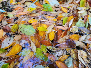 autumn leaves floating on the water