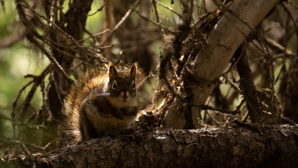 Backlit Canadian Red Squirrel (wild) sitting on a tree branch, natural habitat in background.