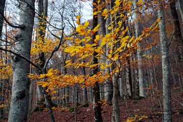 Leaves in the autumn forest. Autumn landscape. Biogradska Gora National Park, Montenegro.