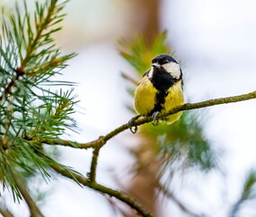 Bird tit on a pine branch close up