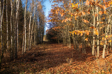 Fototapety na wymiar - Fototapeta24.pl